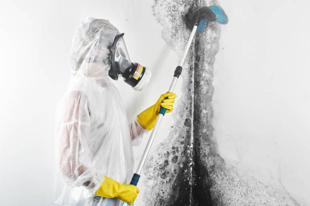 Best Emergency Mold Remediation  in Dodson Branch, TN