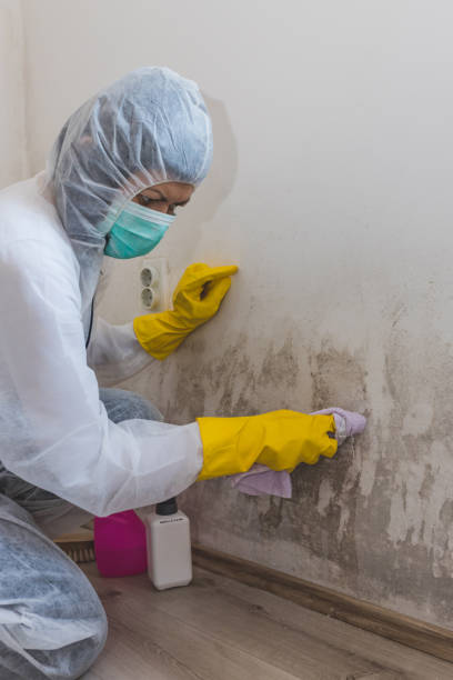Best Post-Remediation Verification Testing  in Dodson Branch, TN