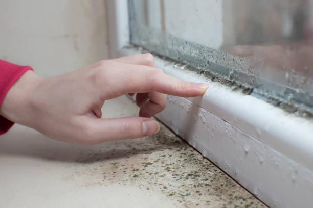 Best Crawl Space Mold Remediation  in Dodson Branch, TN
