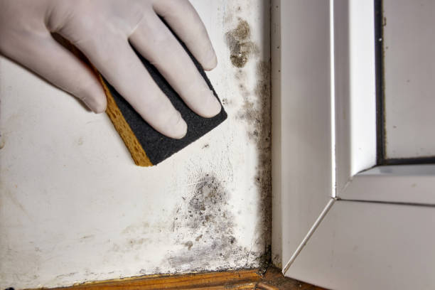 Best Mold Documentation for Insurance Claims  in Dodson Branch, TN